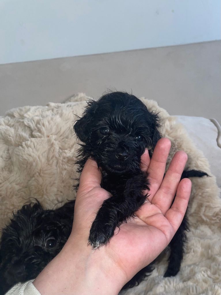 Miniature poodle 