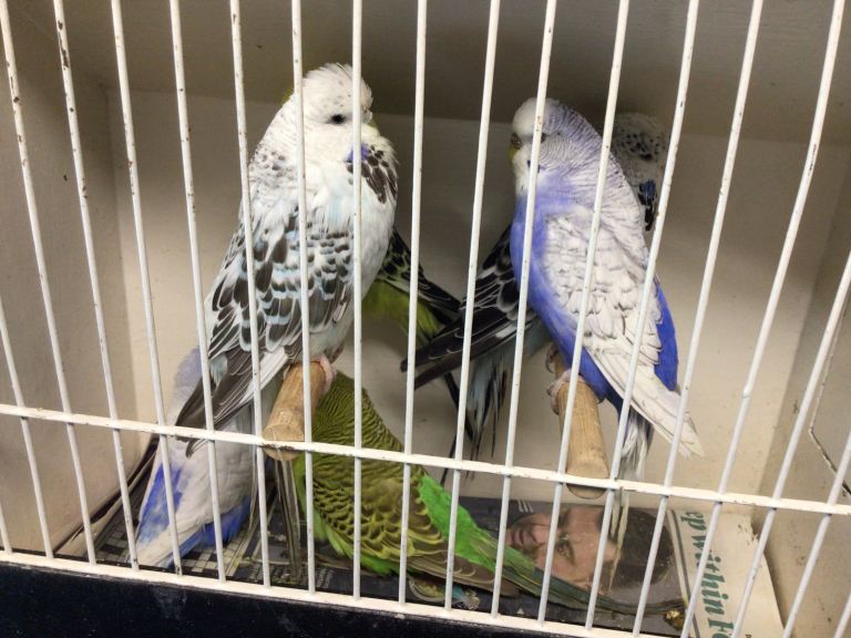 Budgies
