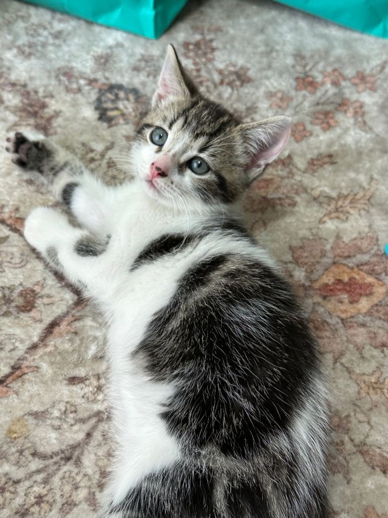 One male one female kitten
