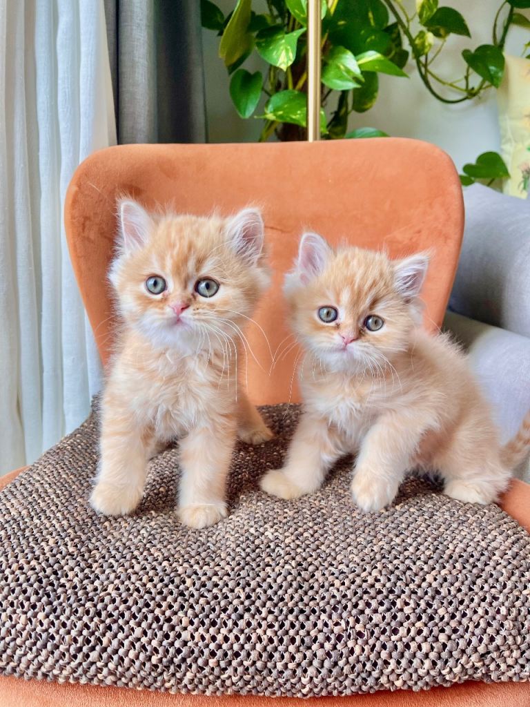 Two beautiful Persian kittens