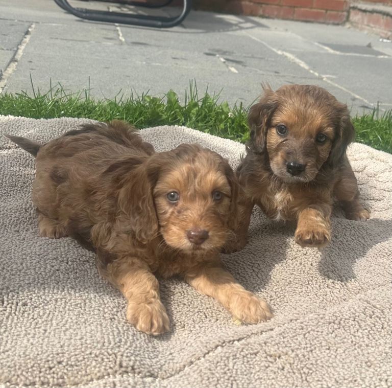 Cockapoo