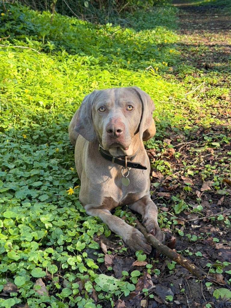 New loving home for Skye