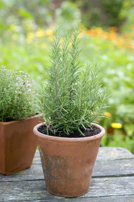 🌿 Organic Rosemary Plants 🌿