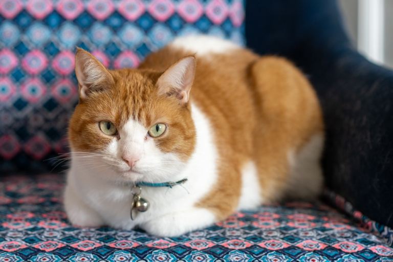Friendly and gentle male cat