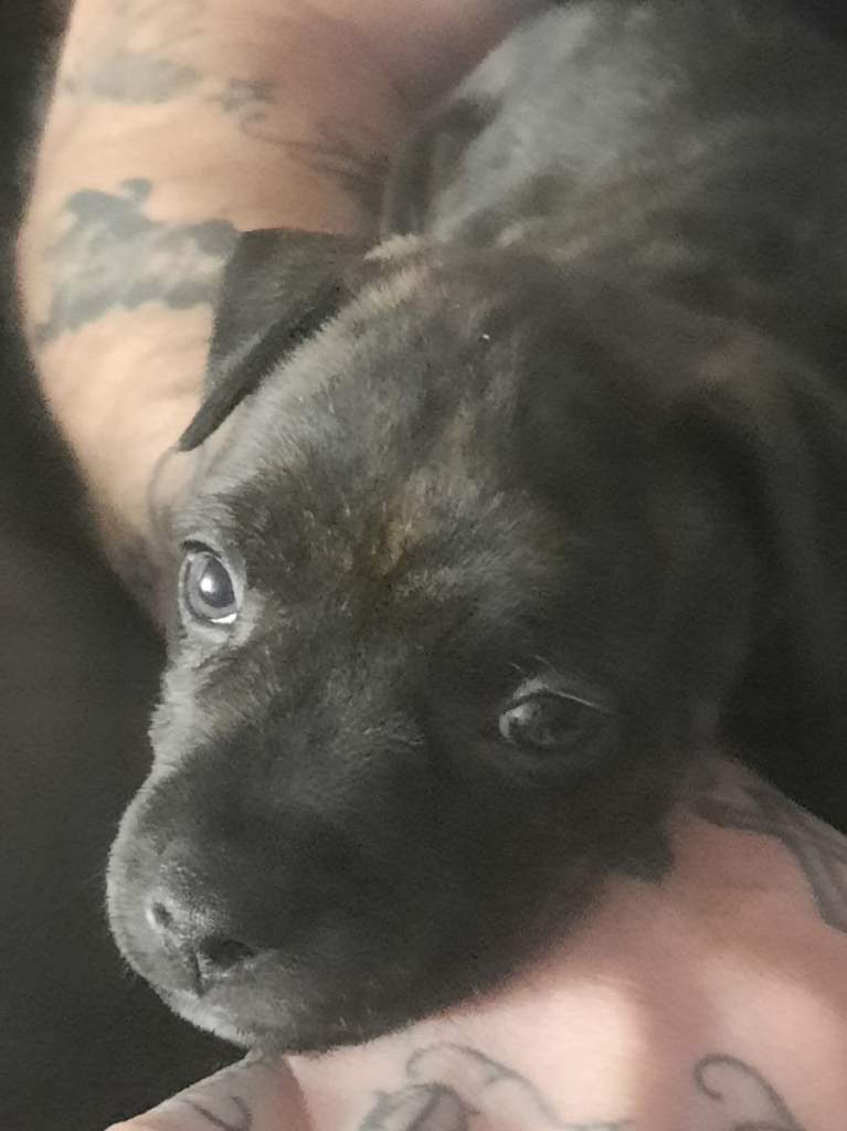 9 week old staffy