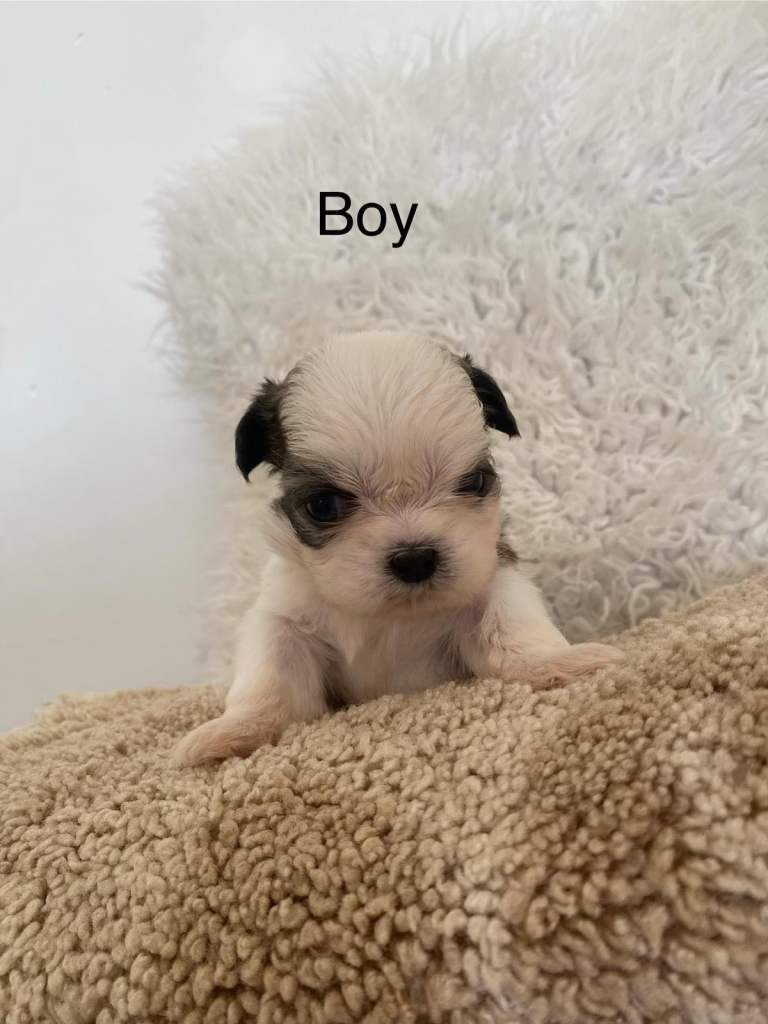  Gorgeous Imperial Shihtzu