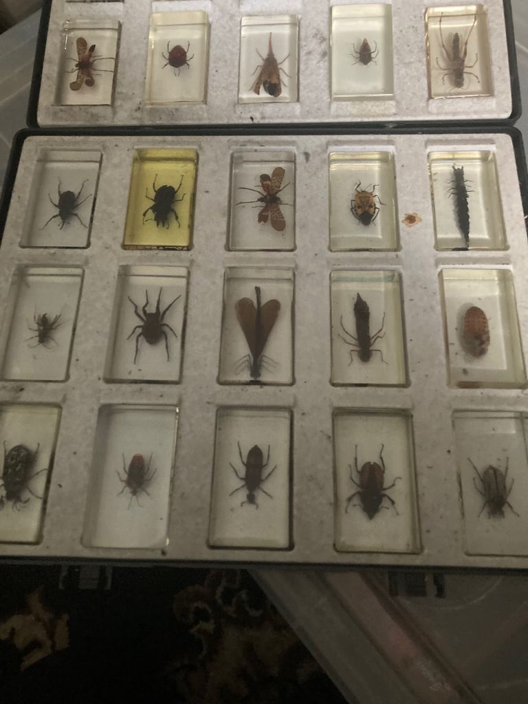 2 cases of spiders scorpions Beatles in amber