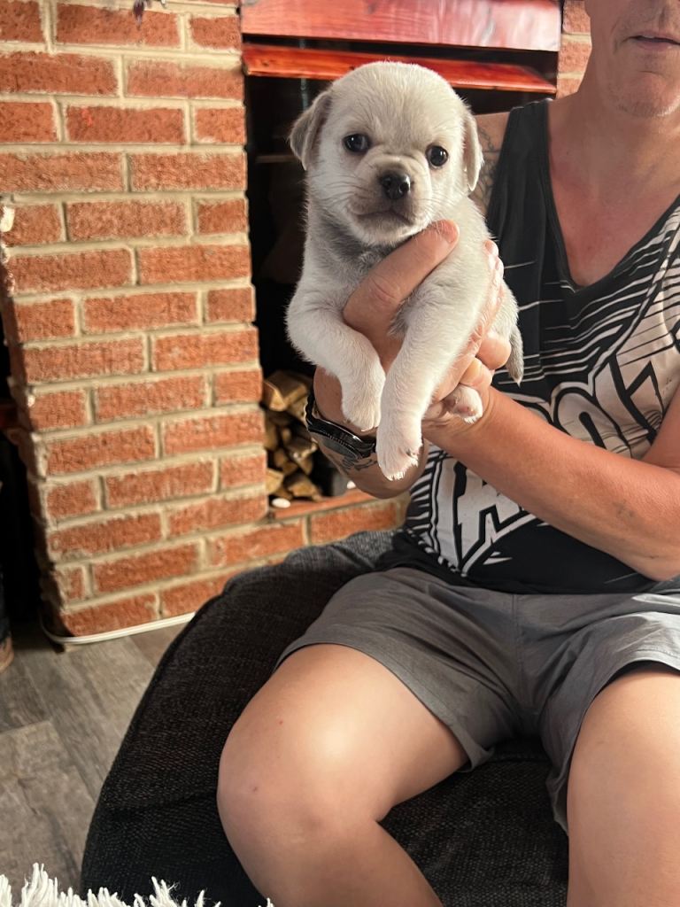 Chug puppies 