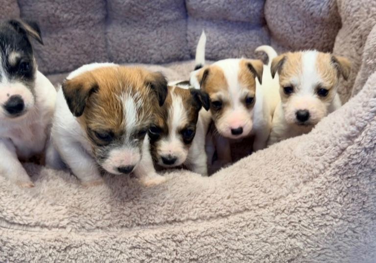 Jack Russell puppy’s 