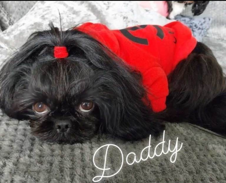 Imperial Shih tzu- Two Beautiful girls left ❤️ 