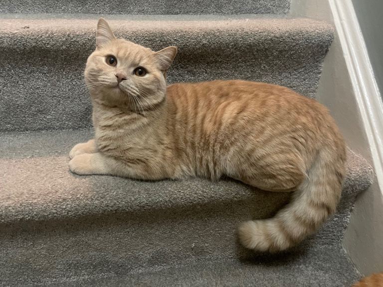 Stunning cream male British shorthair kitten GCCF 
