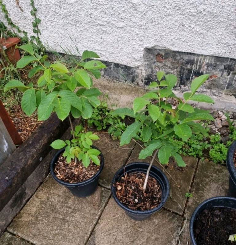 Walnut trees edible 