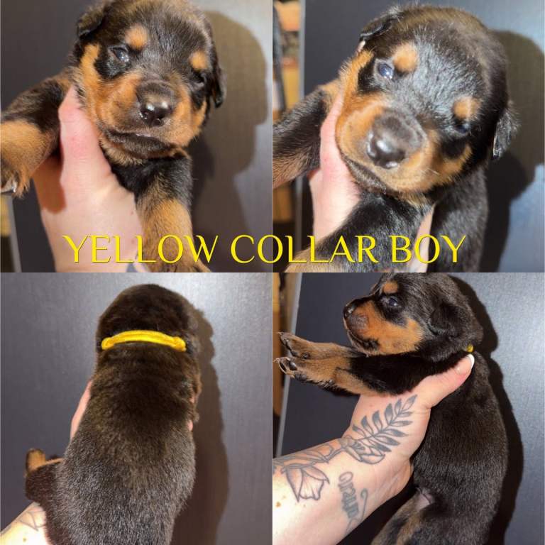 Pups for sale 