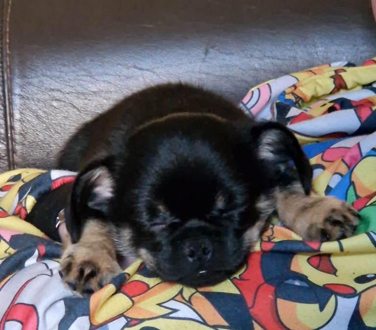Chihuahua cross black and tan little boy 9wks old