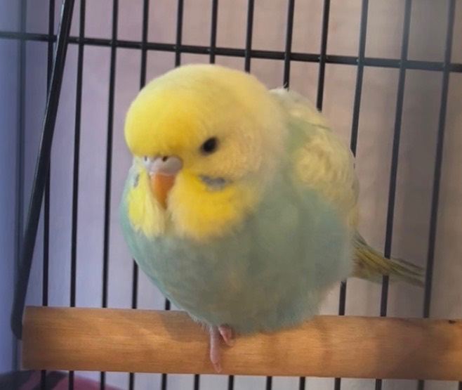 Beautiful Budgie with Cage