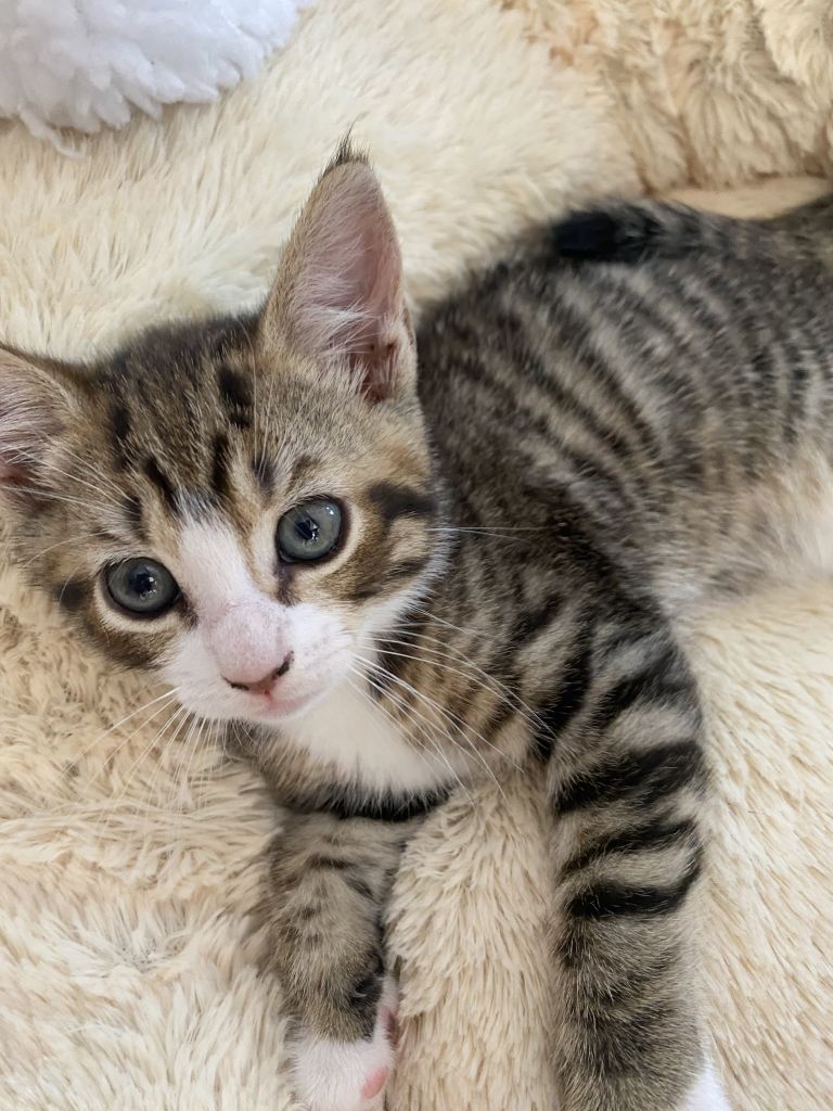 Kittens, ready to go 