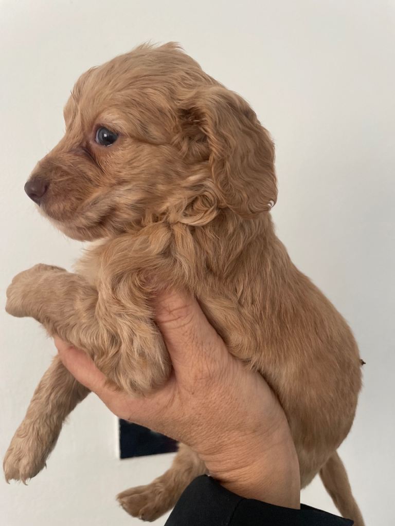 F1 Cockerpoo Babies