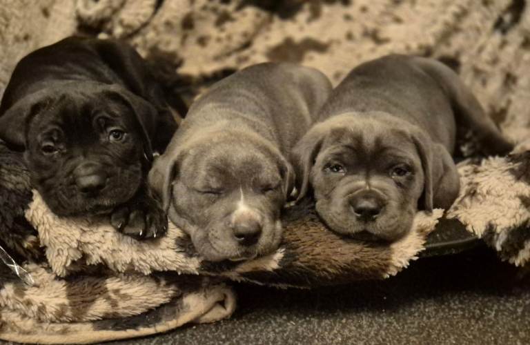 Beautiful puppies