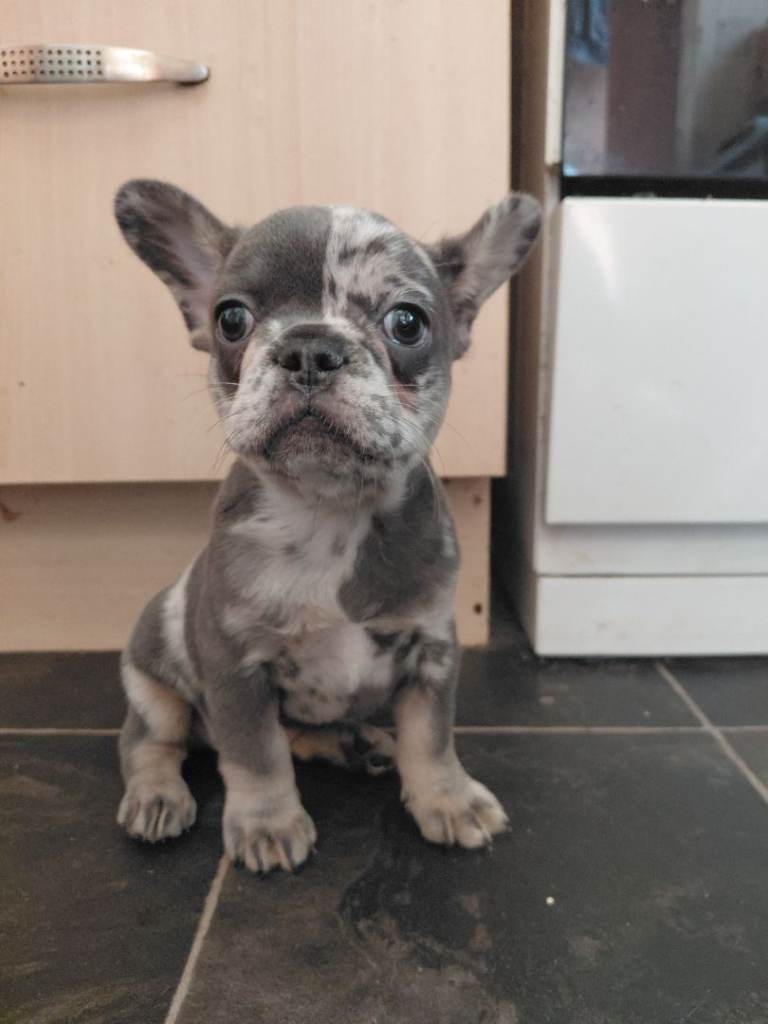 Frenchies puppies 