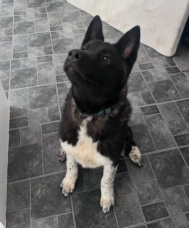 Bruce needs a forever home 