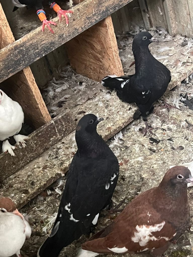 Pigeons