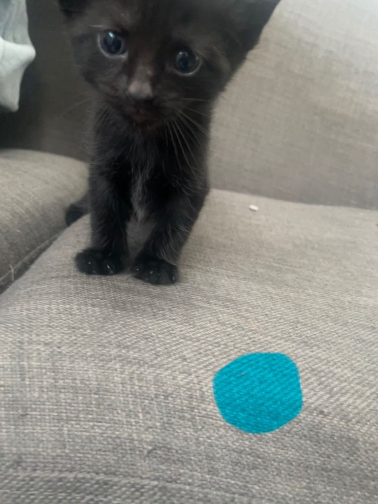 Kittens for sale 