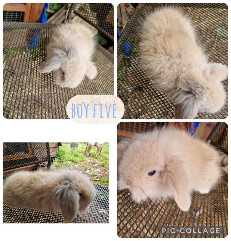 Beautiful litter of mini lion lop ready to reverse 
