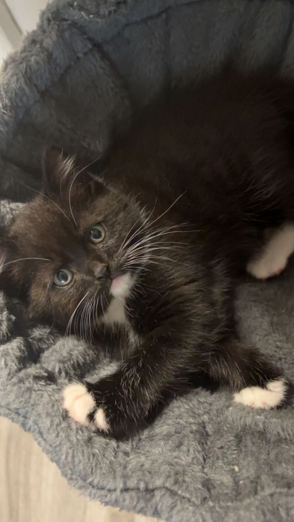 Almost 8 week old fluffy beautiful girl kitten looking for her forever home