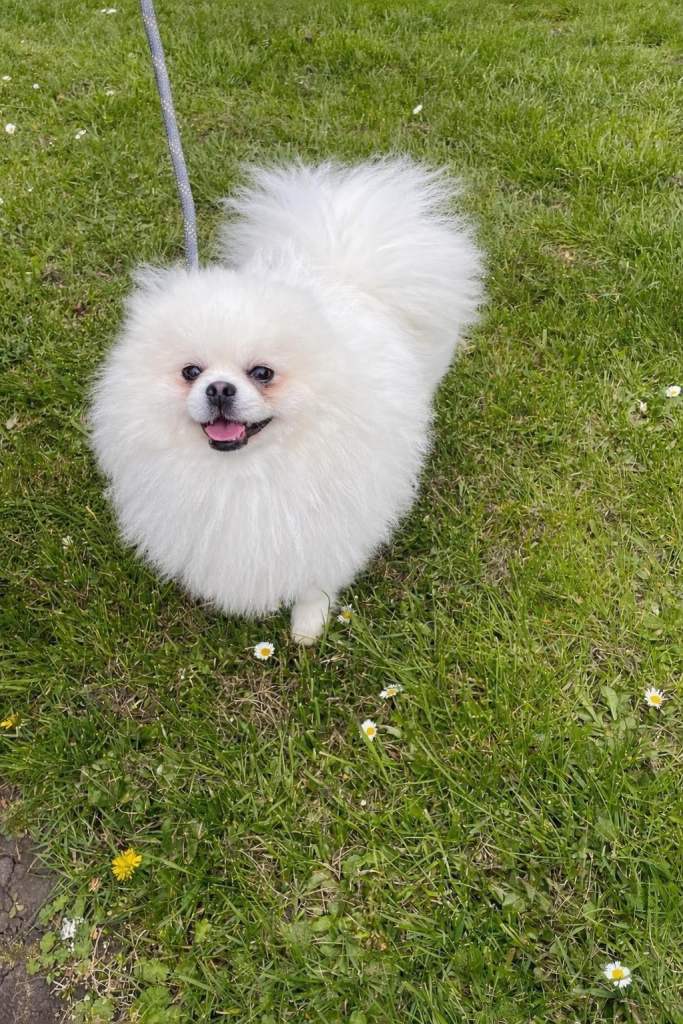 White KC Registered Male