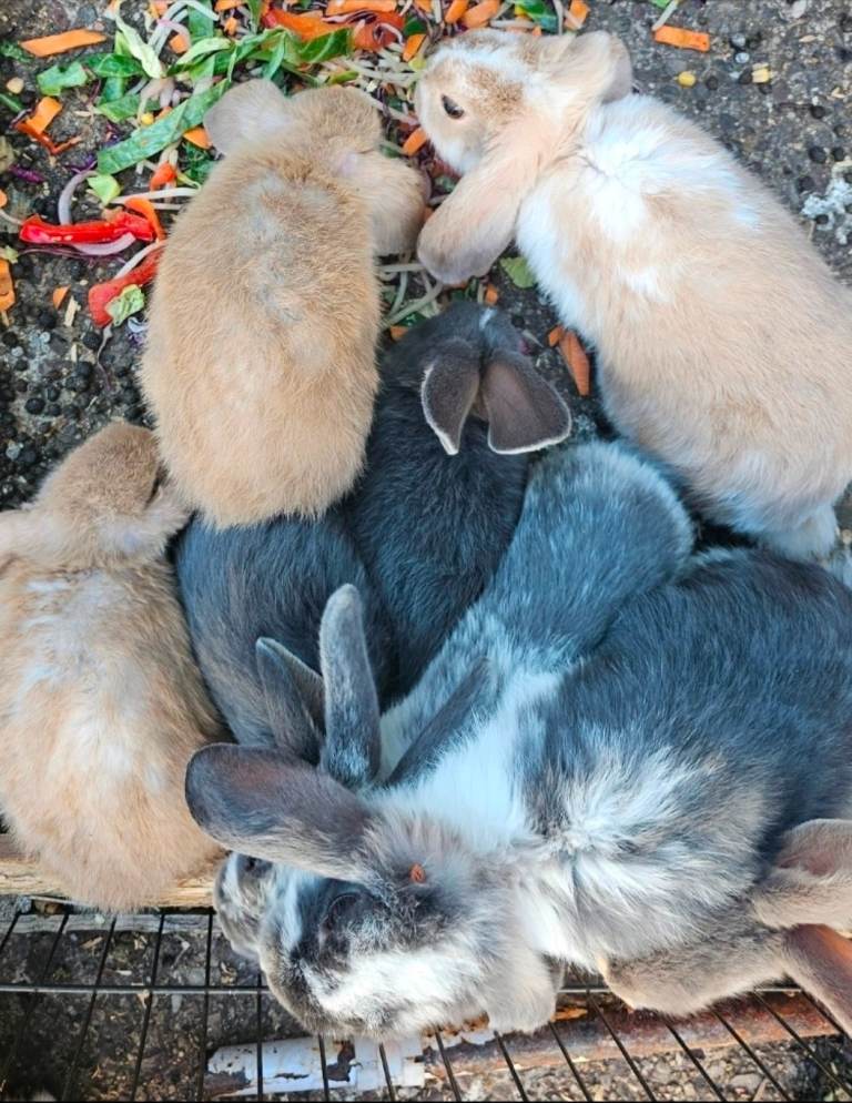 French lop mix breed Baby bunny- approx 12 weeks