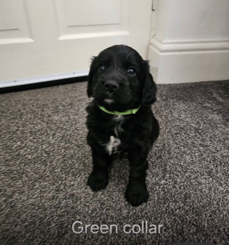 Cockapoo Puppies for sale