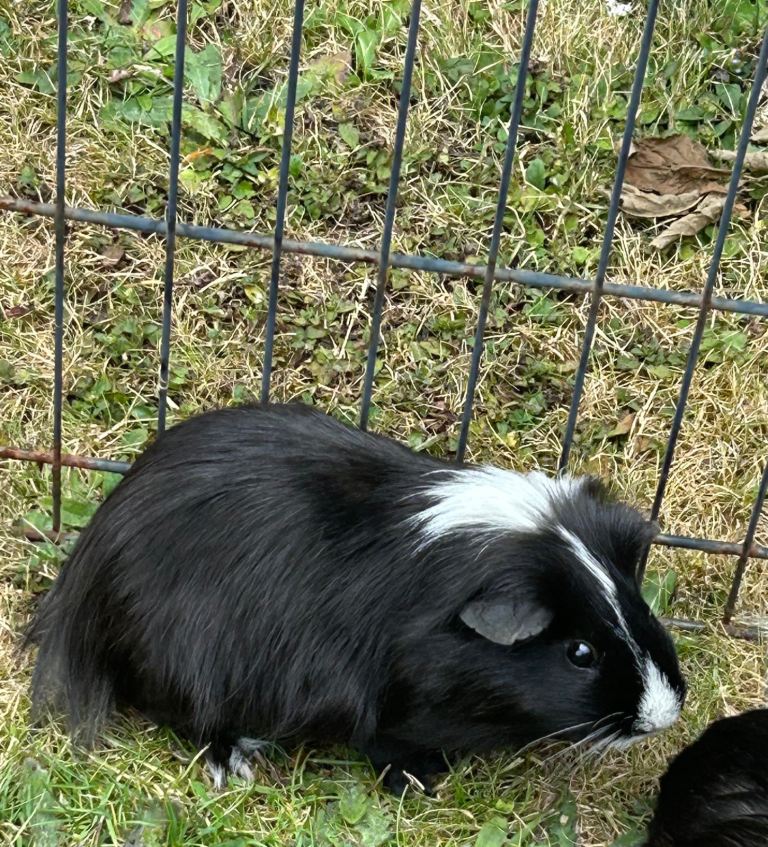 Last male  guinea pig