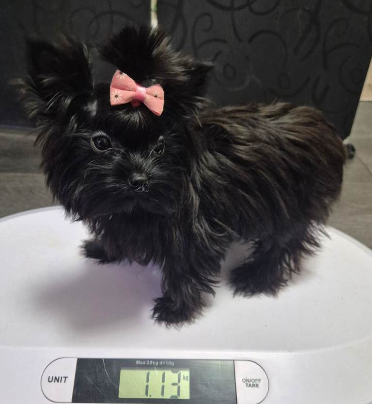 Yorkshire Terrier 
