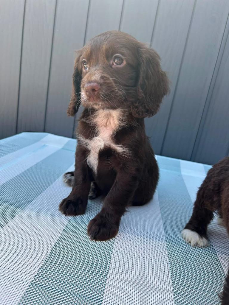 Cockapoo puppies 