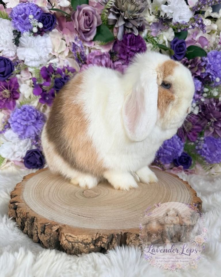 💜 Mini Lop Bunnies 💜 xxx