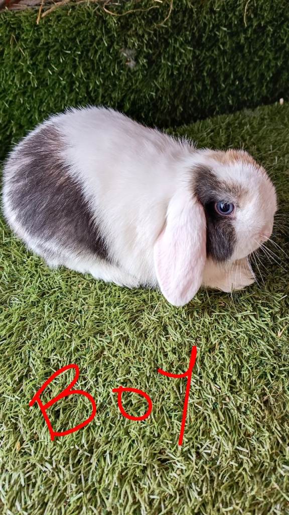 Pure mini lops 