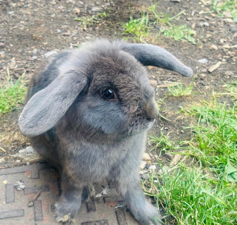 Mini loops bunnies 