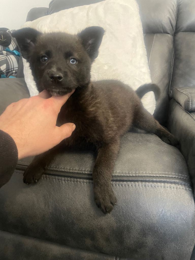 Ready now pomsky puppies 