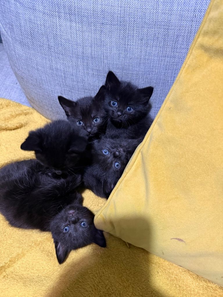 4 beautiful kittens