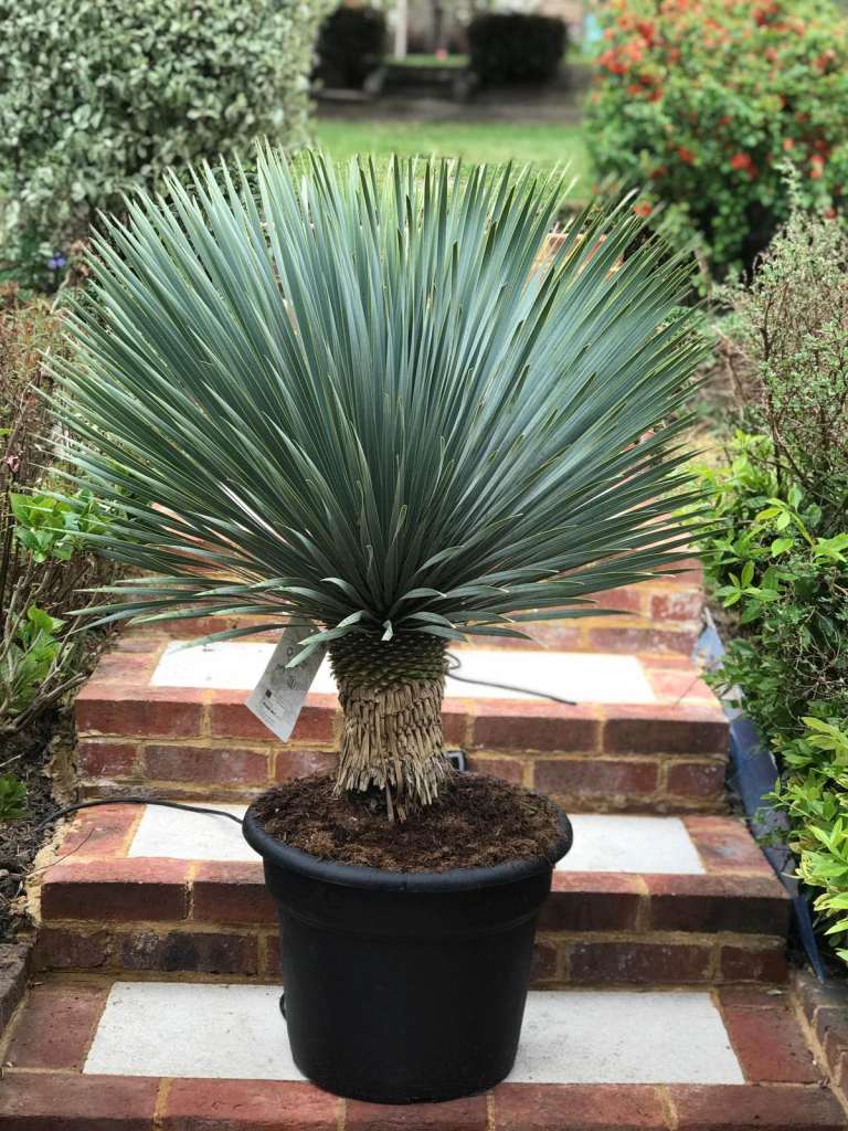 Spectacular Blue Swan Yuccas Huge Sizes