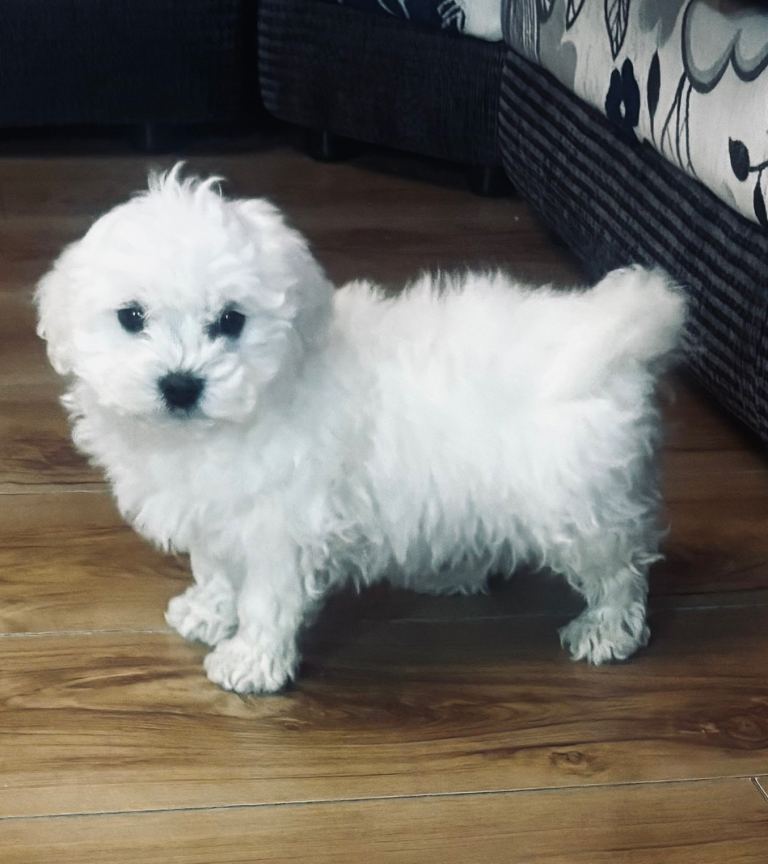 Purebred miniature Maltese puppies