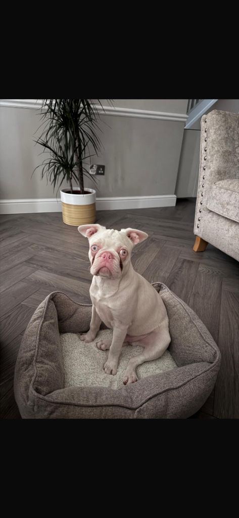 French Bulldog 