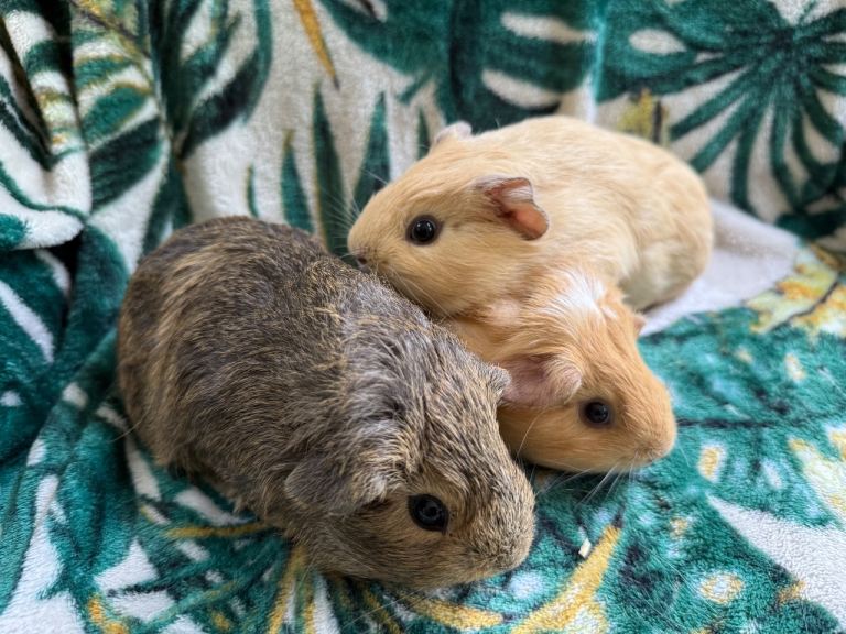 Stunning Baby Guinea pigs - ONLY 1 BOY LEFT 
