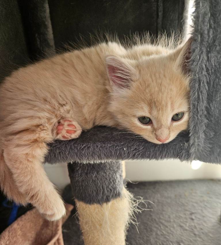 Lovely kittens