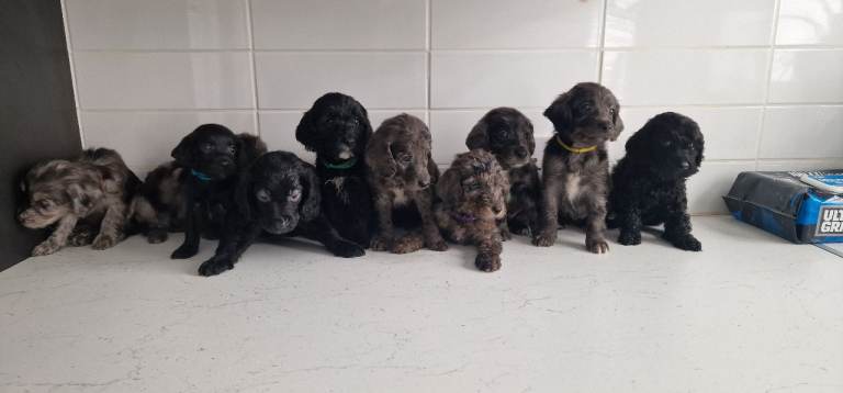Cockapoo puppies 