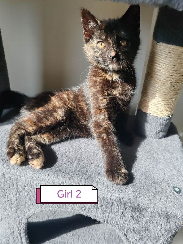 ❤️ Tortoiseshell  mix litter of 2 Girls  ❤️