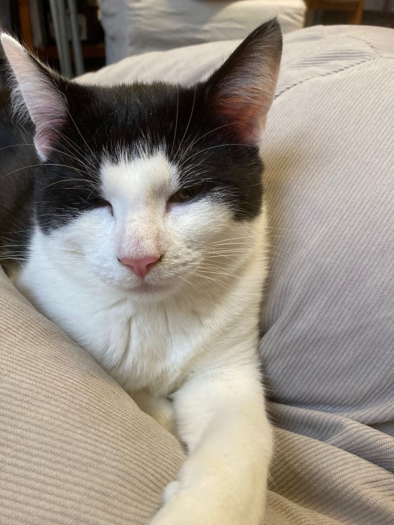 Male kitten 6 months old