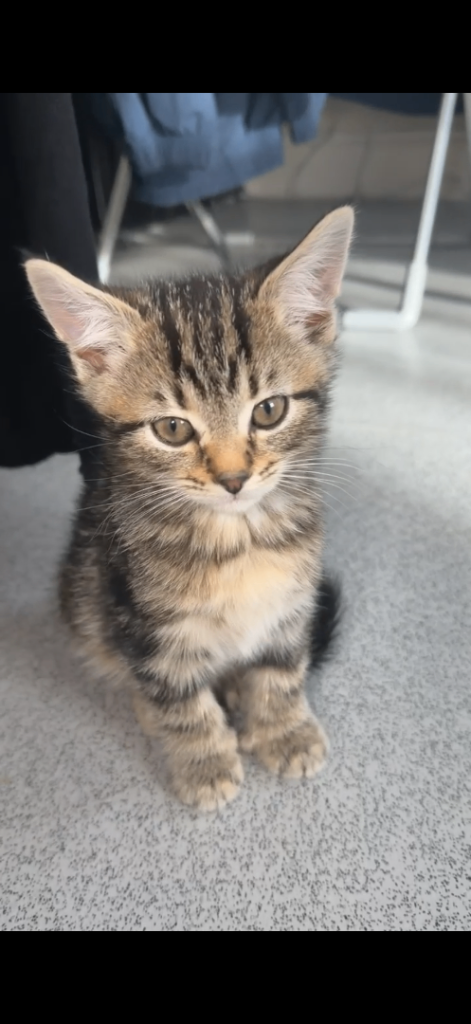 Beautiful Sibling Kittens 