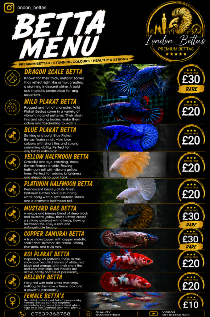 Betta Fish Sale!!