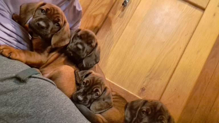 Bmh pups for sale